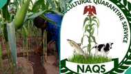 Full guide: How to apply for Nigeria Agricultural Quarantine Service recruitment