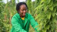 Farmers in Nigeria to be removed from new employment data as World Bank report on unemployment rate