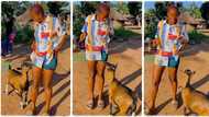 "The goat is pregnant": Nigerian lady pampers her goat like human being, video goes viral on TikTok