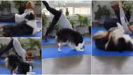 Cute dog 'scatters' the internet with laughter as adorable video of its yoga session goes viral