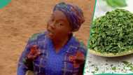 Nigerian lady who sells herbs speaks good English, gets job offer