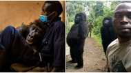 14-year-old gorilla whose photobomb went viral dies in the arms of man who rescued her as an infant