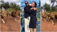 “It Can Never Be Me”: Fans React to Video of Omashola and His Wife Spending Valentine’s Day With Lions
