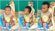 "The child is happy": Wise monkey babysits little girl and arranges her hair, video of their bond trends