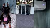 "N550k self-con in Abuja": Video shows interior of dog's house with AC, Nigerians drag the pet's owner