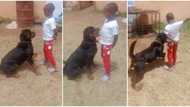 "Awesome and excellent": Fearless kid commands rottweiler like a policeman, video shows dog obeying him