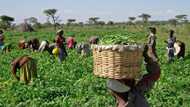 Good news as Nigeria, Ukraine set to enter agricultural pact