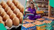 Consumers cry out as egg prices hit N6,500 per crate despite cost slash claims