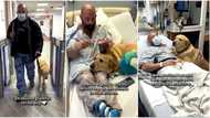 Wise dog refuses to leave owner who is hosptalised, viral TikTok video shows it sleeping inside ward