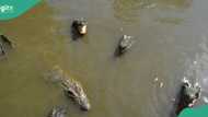 Flooding: "Crocodiles, snakes out there": Borno govt sends urgent warning to residents