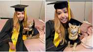 Cute cat 'graduates' from university, congratulated by school after attending every Zoom class with its owner