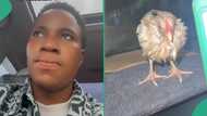 Man trends online after 'rescuing' stranded chicken under heavy rain and putting it in his jeep