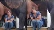 Amazing video shows wise horse comforting its owner who is going through divorce