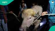 Trump: Rare albino Buffalo in Bangladesh spared from Eid sacrifice after government intervention