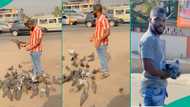 Many pigeons surround man standing at road junction as he feeds them, viral video raises questions