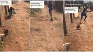 "See the way am screaming": Video shows moment Nigerian man fled as fowl chased him, stirs reactions
