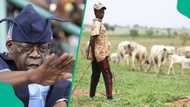Breaking: Tinubu's govt declares final ban on open grazing, unveils replacement