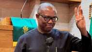 Can INEC disqualify Peter Obi for raising funds from diaspora? Lawyers react