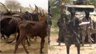 'Yan Boko Haram na horar da makiyaya tare da karbar shanu a matsayin haraji, Rahoto