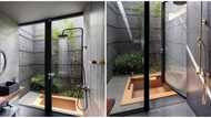 Luxury toilet with tree inside it sparks massive reactions on social media