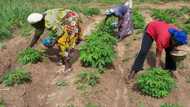 Federal govt agency empowers smallholder farmers in Sokoto state