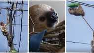 Touching moment maintenance workers saved the life of a slot that got stuck on live electric wire