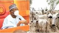 Nigerians protest as Senate moves to create database for cows in the country