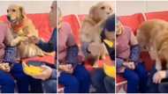 Dog quickly 'attacks' young man for almost eating food meant for his grandma in video, social media reacts