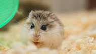 100+ cute pet hamster names for your tiny furry best friend