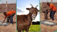 "Update for Nigerian farmers": Man uses bluetooth speak to chase chickens and goats from his beans