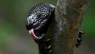 Saving Guatemala's poisonous 'Sleeping Child' lizard