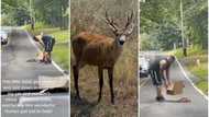 Touching moment man came out of his car to save baby deer from being hit, video makes many people emotional