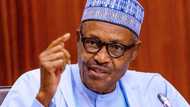 Buhari-led council orders Kogi state government to reopen Dangote cement factory