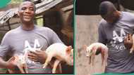 "I make N30 million monthly from selling pigs": Farmer who started with N270k becomes successful