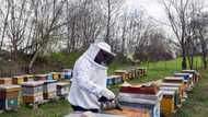 North Macedonia's beekeepers face climate change challenge