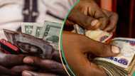 Naira records massive gains against dollar in official market as traders quote new rates