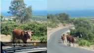 "They understand us": Cow helps man find his way, demonstrates with head, video goes viral on TikTok