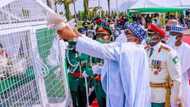 Presidency finally reveals why pigeons released by Buhari didn’t fly