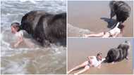 We don't deserve them: Lovely moment dog pulled little girl out of sea, 'rescues' her from drowning