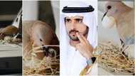 Dubai crown prince warms hearts after leaving luxury car for birds to build nest and hatch eggs on it (video)