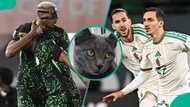 Nigeria vs Algeria: Mysterious cat predicts outcome of AFCON 2025 quarterfinal clash