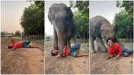 Elephant thinks man is in danger, rushes to rescue him in cute video, many people praise animal