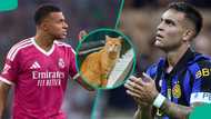 Real Madrid vs Inter Milan: Mysterious cat predicts Champions League match