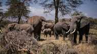 'Extraordinary' elephant that survived poaching dies in drought-hit Kenya
