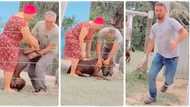 "It's a dangerous game": Man runs away with speed after giving giant dog an injection, video emerges
