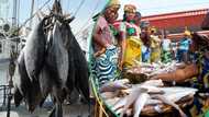 Dangote reveals Nigeria spends $1 billion every year importing fish despite vast water resources
