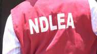 NDLEA ta kwace kwayoyin Tramadol na 2.3m, 396Kg na Codeine a Kaduna