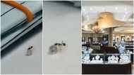 Moment ant 'sneaks' into jewellery shop, drags off expensive diamond, attempts to take it away in viral video