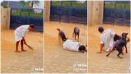 "Doberman Rottweiler": Nigerian lady pranks her dogs & falls, they rush to rescue her in lovely video