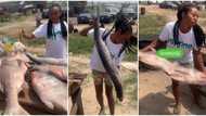 "They cost N1 million each": Fish seller causes stir with large barracuda as she jokingly markets it in video